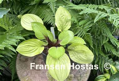 Hosta Lemon Snap